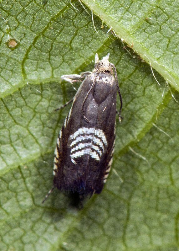 Tortricidae: Grapholita (Grapholita) compositella